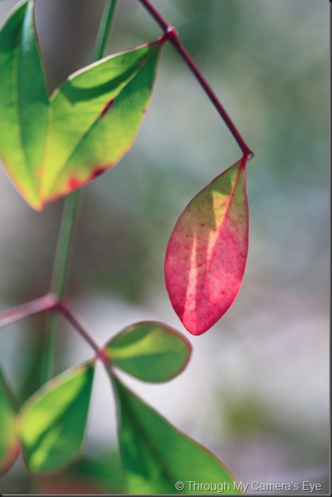 red-leaf