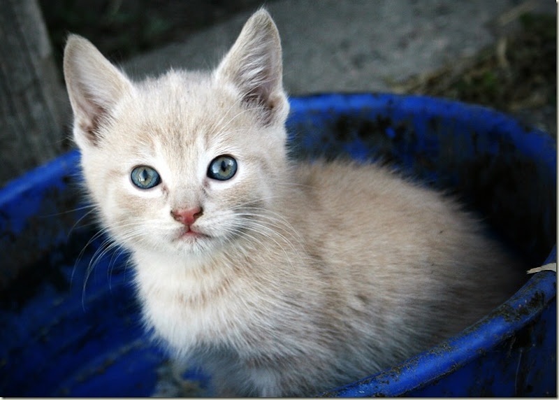 A blue eyed kitten