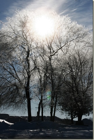 Snow covered branches