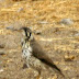 052 Bird 11.jpg, SONY DSC, Southern Africa Safari Part II