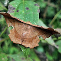 Moth