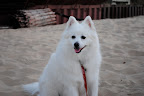 Otto, the stately American Eskimo Dog. Otto, the stately American Eskimo Dog.
