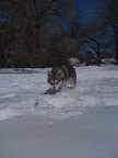 Enjoying the snow in Central Park