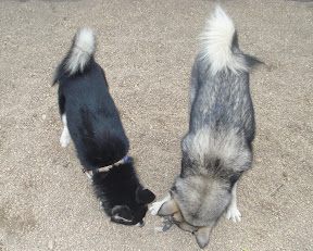 A 'Toy' (on the left) and a 'Mini' Alaskan Klee Kai