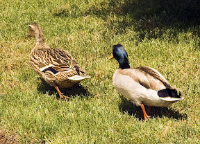 Ducks on my lawn.