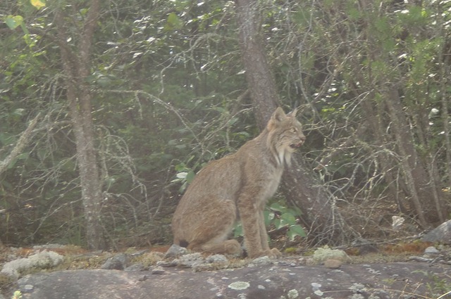 [Lynx[2].jpg]
