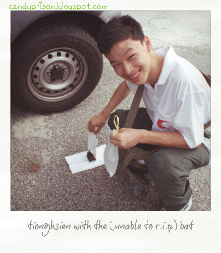candyprison, tiong hsien, bat