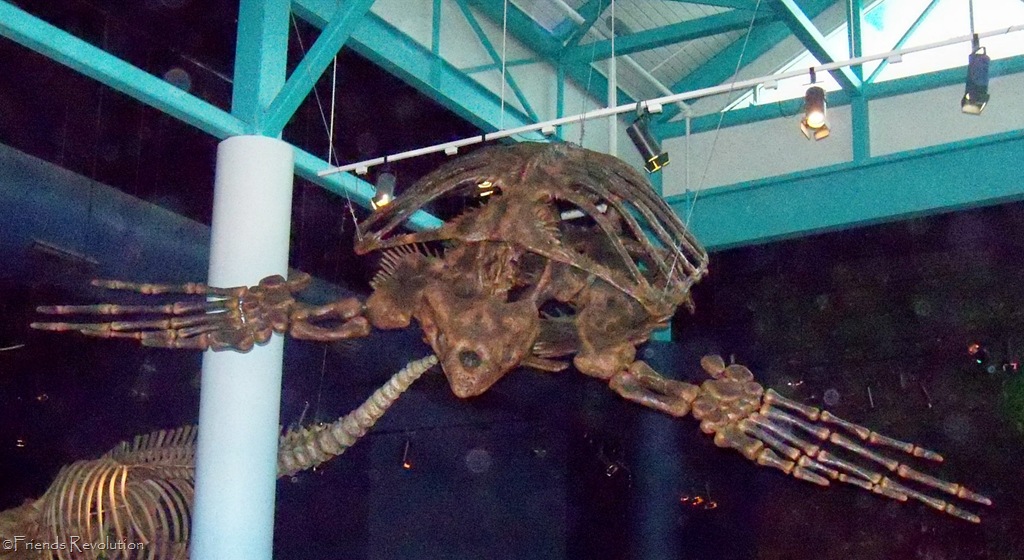 [Big Turtle[12].jpg]