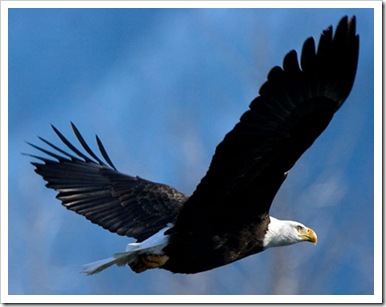 aguila-volando