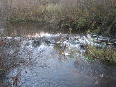 beaver dam at very high tide
