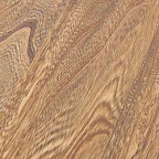 Grey Elm