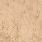Birds Eye Maple