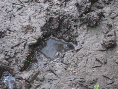 bear footprint
