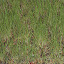  &ndash; barley seedlings