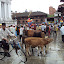  &ndash; cows - part of the gai jatra procession