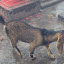  &ndash; goat at the Dolakha Bhimsen Temple.