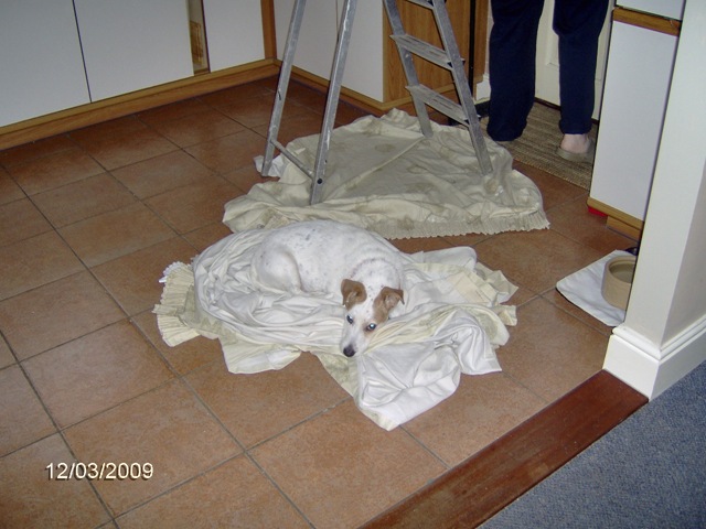 [Nin and Barney helping with the decoration 001[2].jpg]