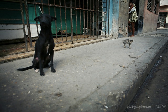 [Perro story 005[5].jpg]
