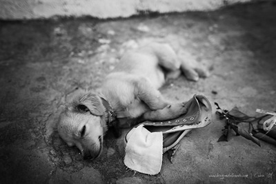 Perro story 007
