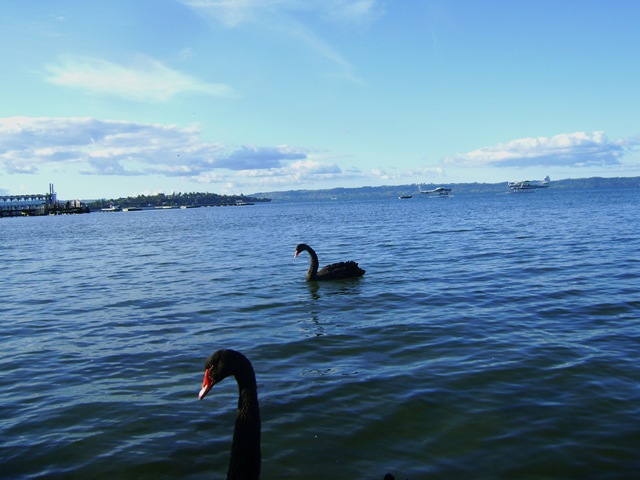 [Lake Rotorua[3].jpg]
