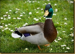 duck-picture