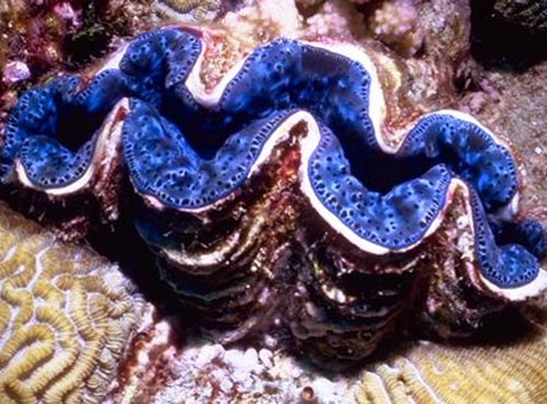 [giant-clam[3].jpg]