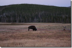 CanYNP 058