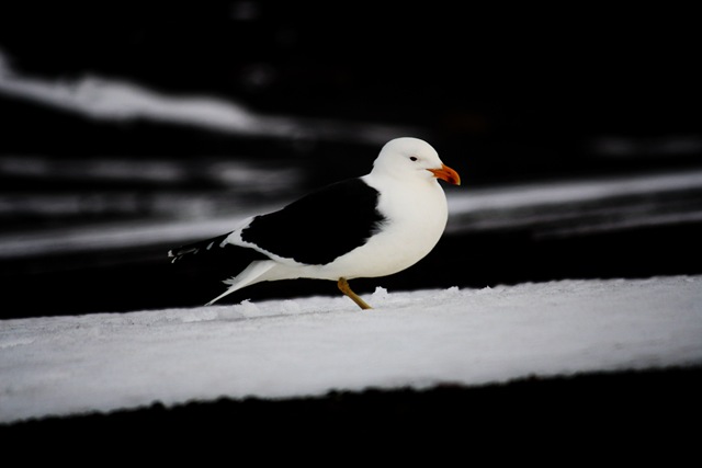 [WB Antarctic Gull[3].jpg]