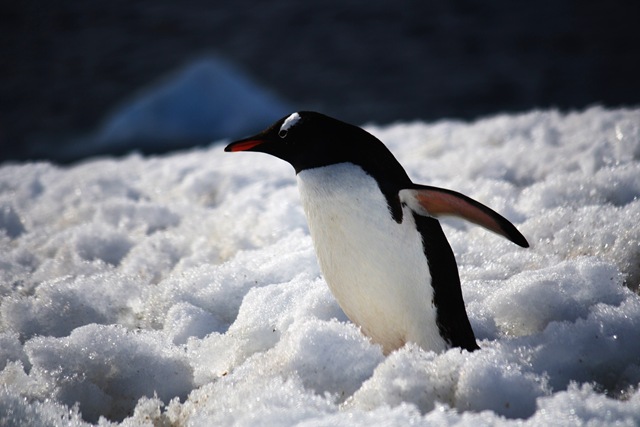 [Walking Penguin[3].jpg]