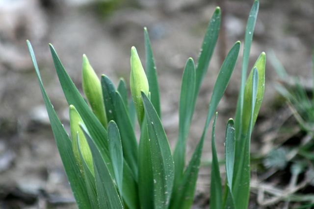 [SpringDay_Daffodils[4].jpg]