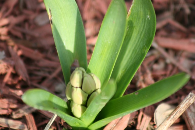 [SpringDay_Hyacinth[3].jpg]