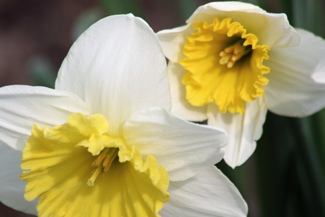 [Daffodil9_2010[3].jpg]