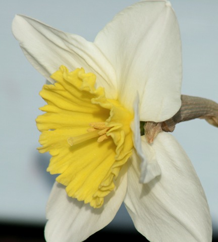 [Daffodil_Spring3[3].jpg]
