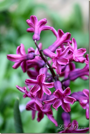 Hyacinth2_April5