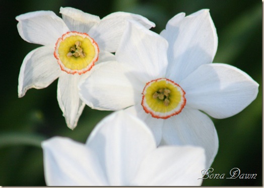 Daffodil_Pink2