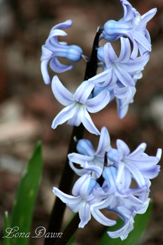 [Hyacinth_Blue231.jpg]
