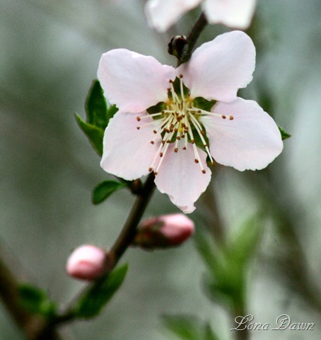 [Peach_Blossoms3[6].jpg]