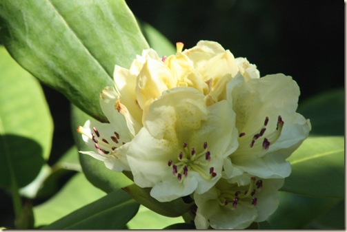 Capistrano_Rhododendron3