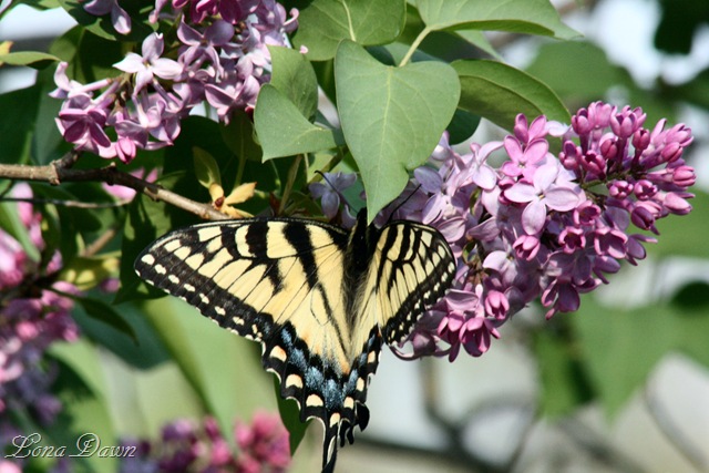 [Lilac_TigerSwallowtail[7].jpg]