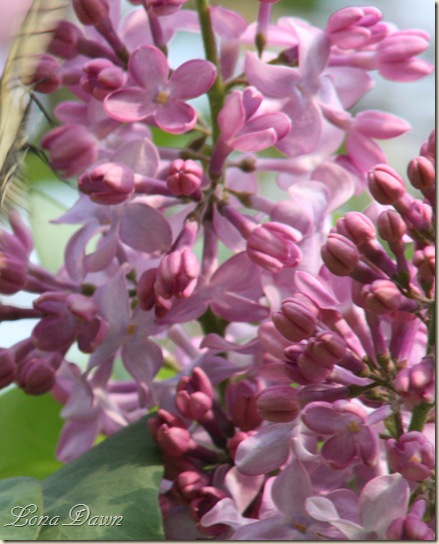 Lilacs_Purple