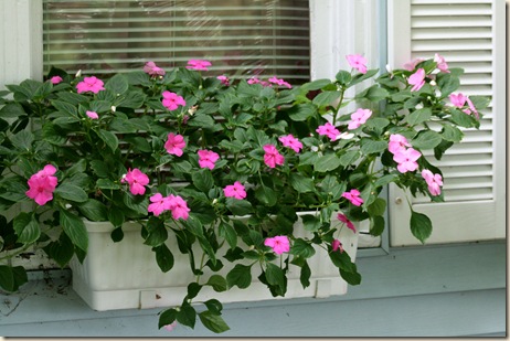 WindowBasket_Impatiens
