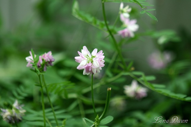 [CrownVetch[6].jpg]