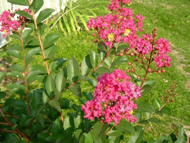 [crape_myrtle[3].jpg]