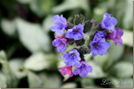 Pulmonaria_Blues