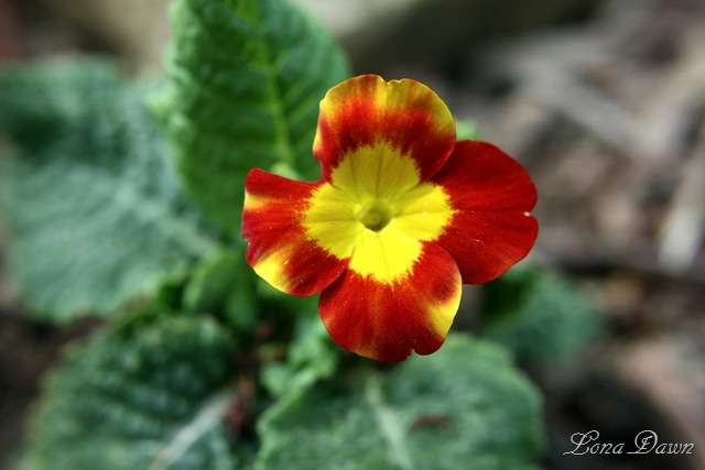 [Primrose[7].jpg]