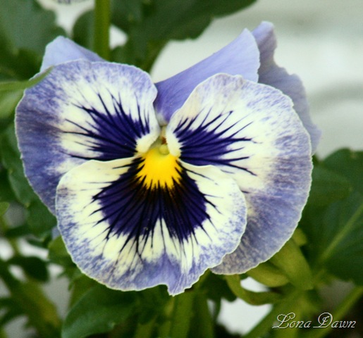 [Pansy_BlueWhite7.jpg]