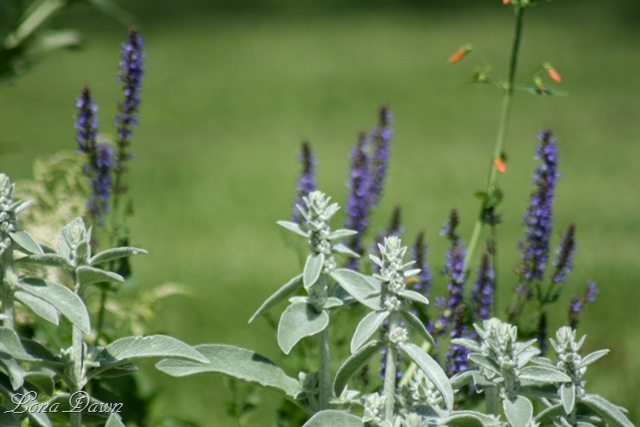 [Stachy_Salvia_Penstemon8.jpg]