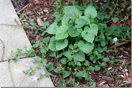 Campanula_BlueWaterfalls_Blooms3