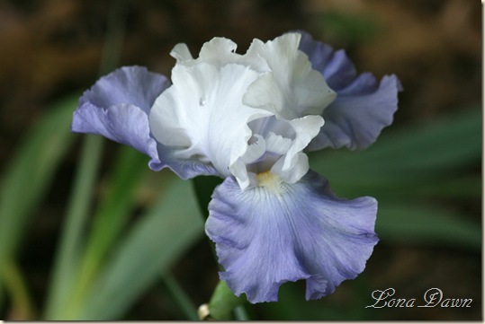 OutoftheBlue_Iris3