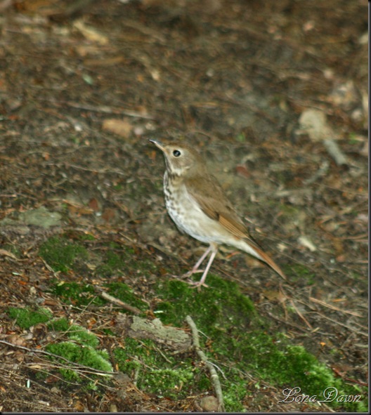 Hermit_Thrush2_OMC